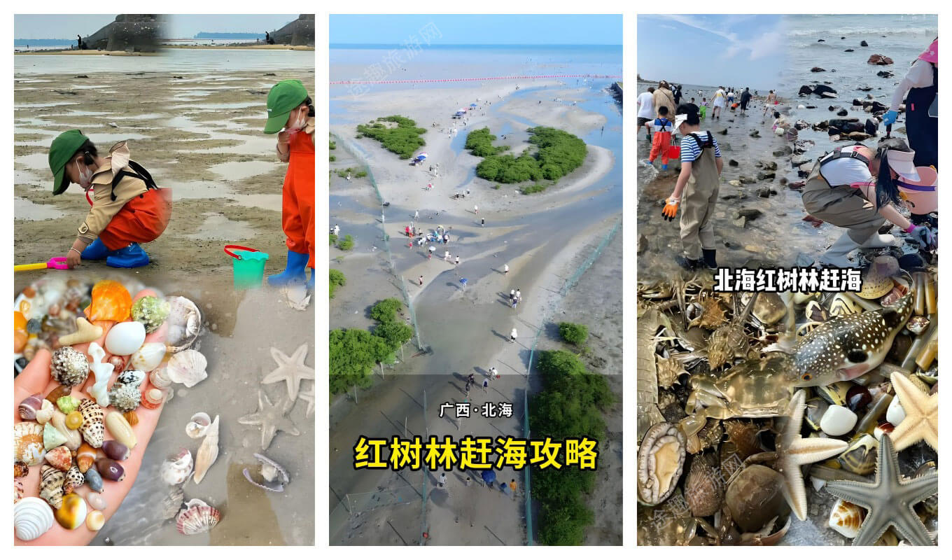 北海红树林天天赶海.jpg