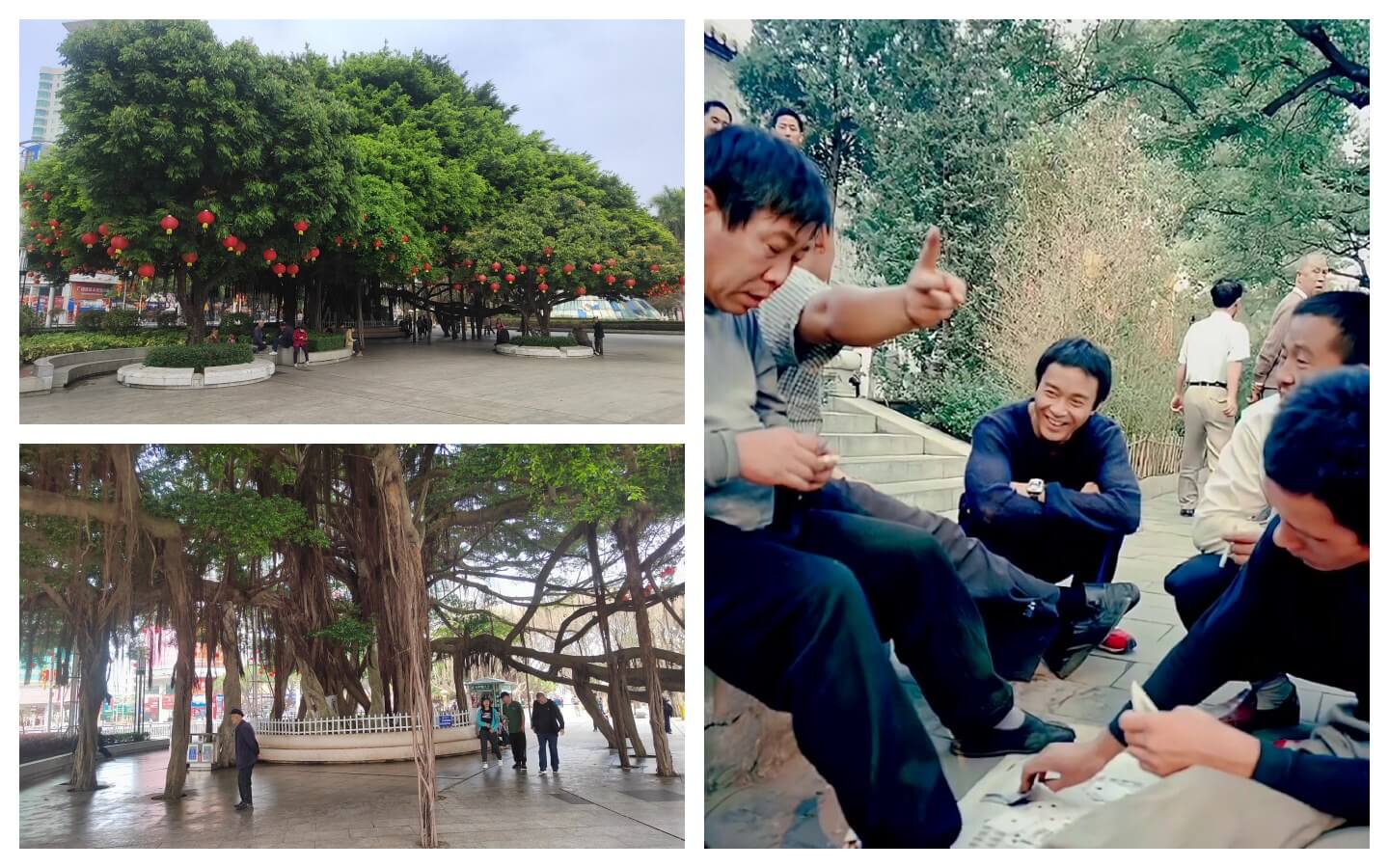 北海树荫下的‘打牌佬.jpg