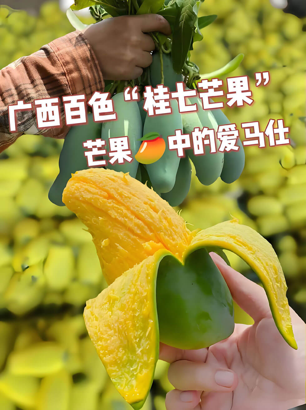桂七芒果 (1).jpg