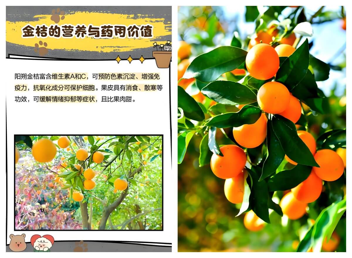 阳朔金桔.jpg