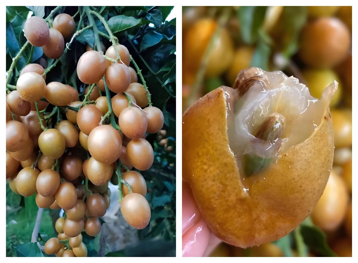 黄皮果.jpg