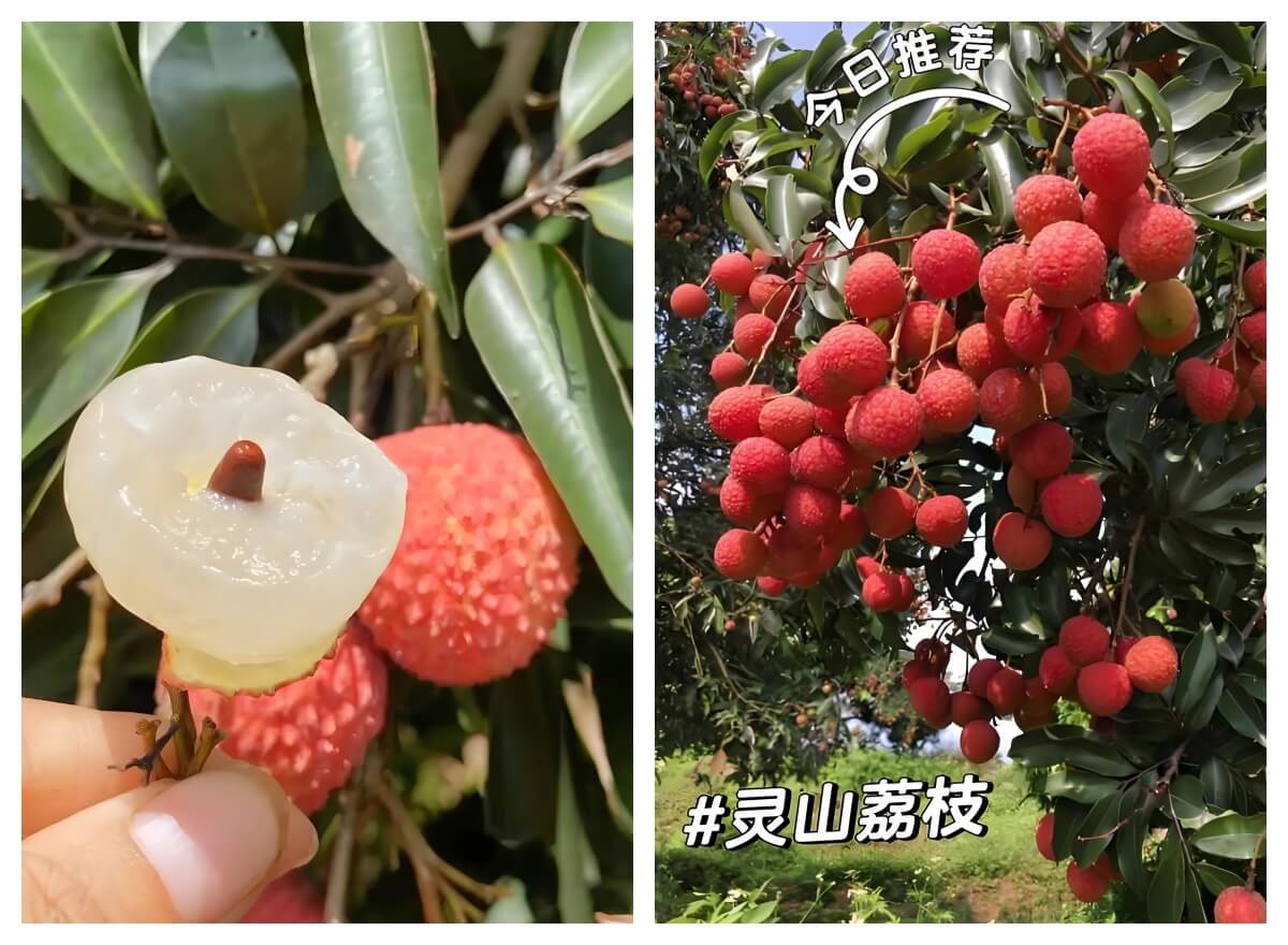 灵山荔枝.jpg