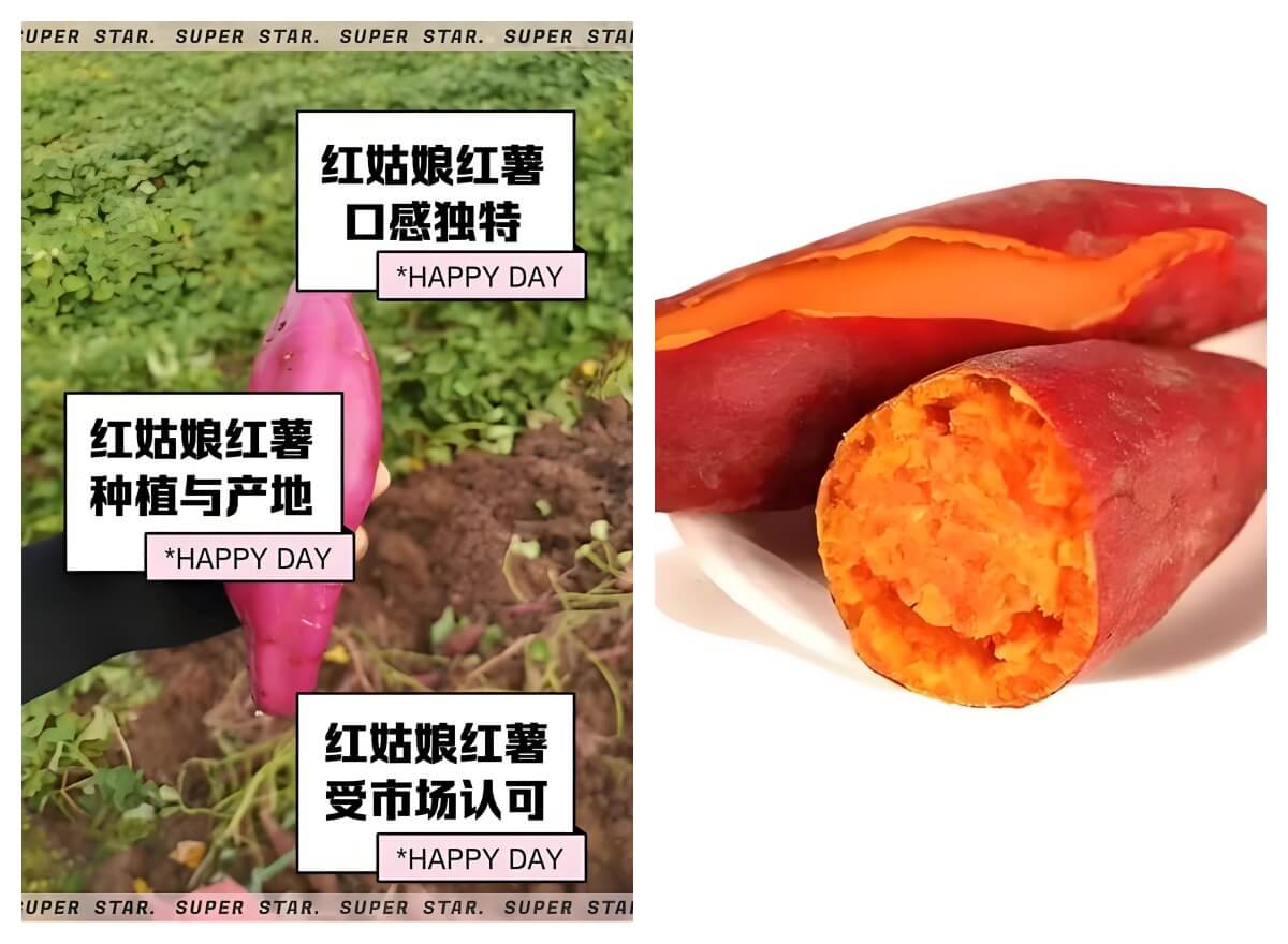 红姑娘红薯.jpg