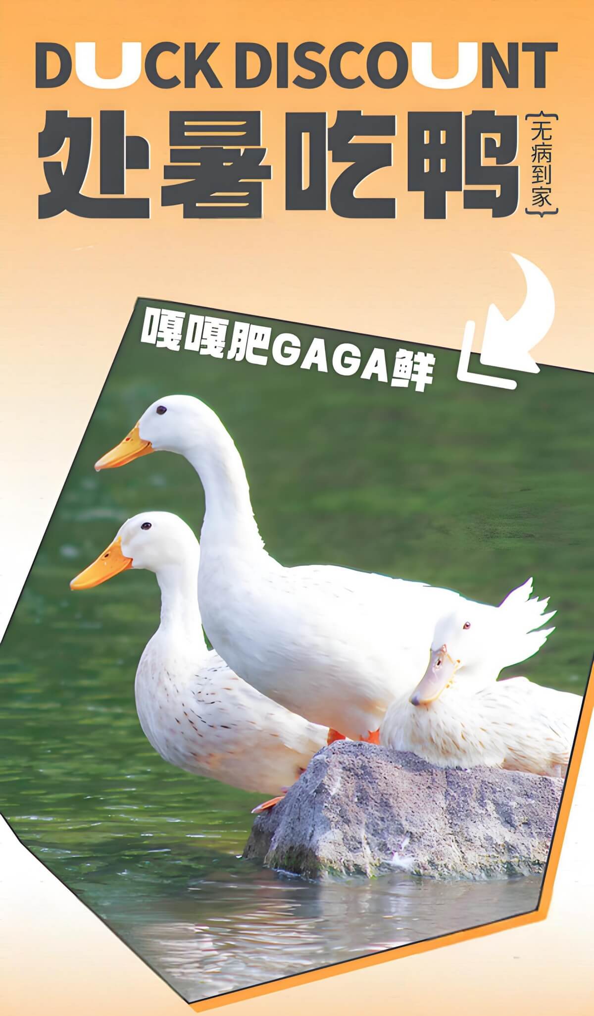 处暑吃鸭.jpg