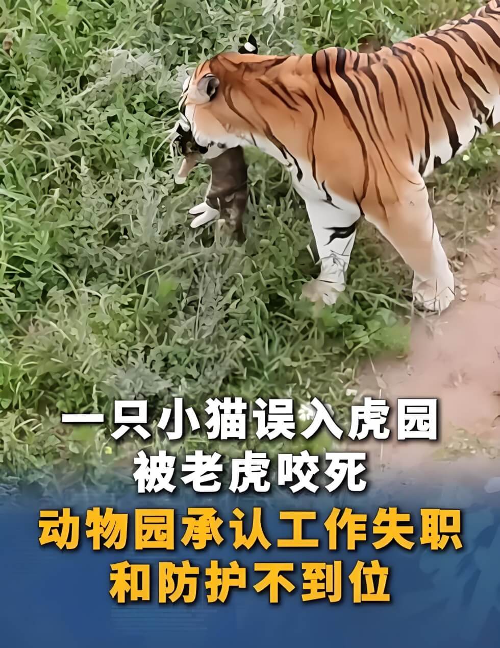 猫咪误入动物园虎园被咬死.jpg
