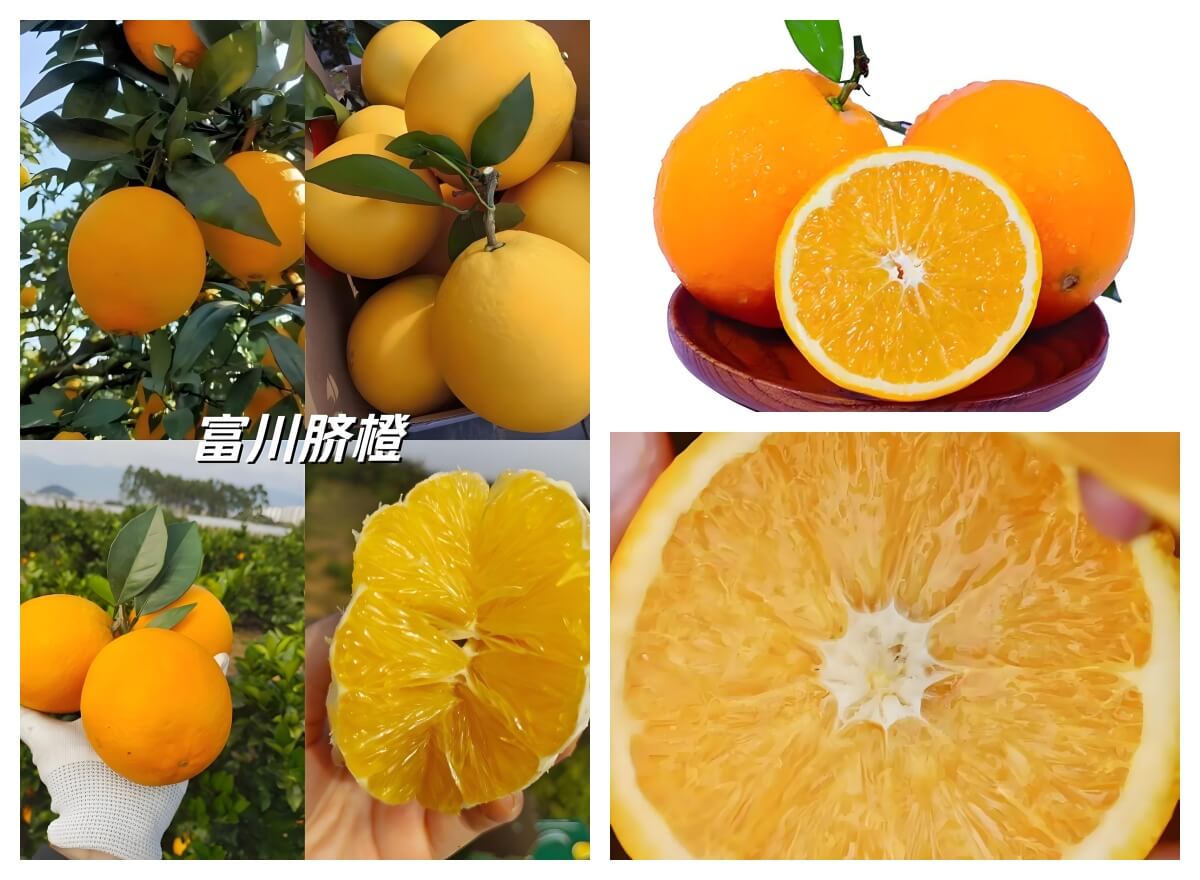 贺州富川脐橙.jpg