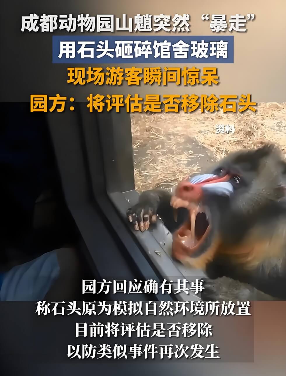 动物园山魈突然转身扔石头砸碎玻璃.jpg