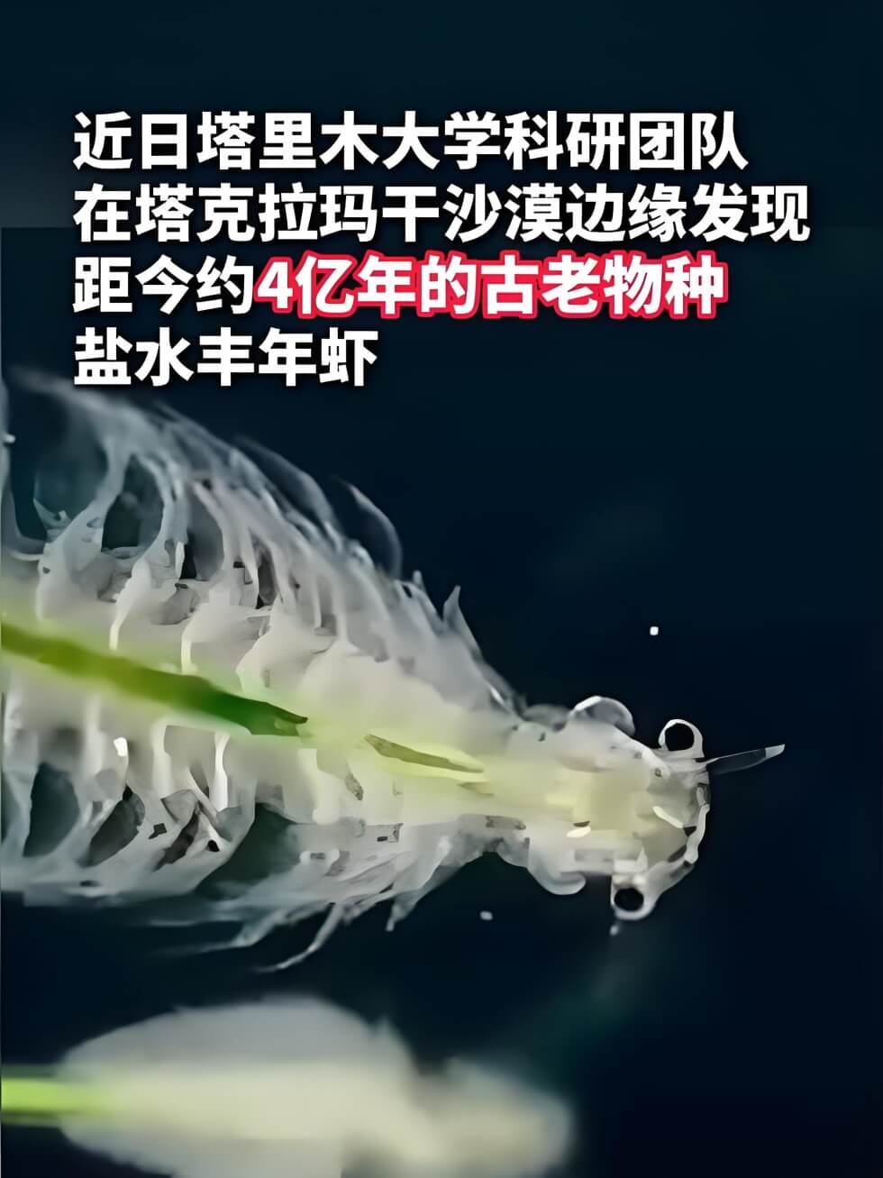 新疆首次发现盐水丰年虾.jpg