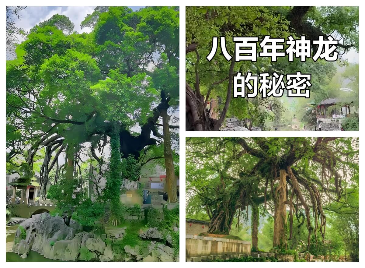 龙爪榕.jpg