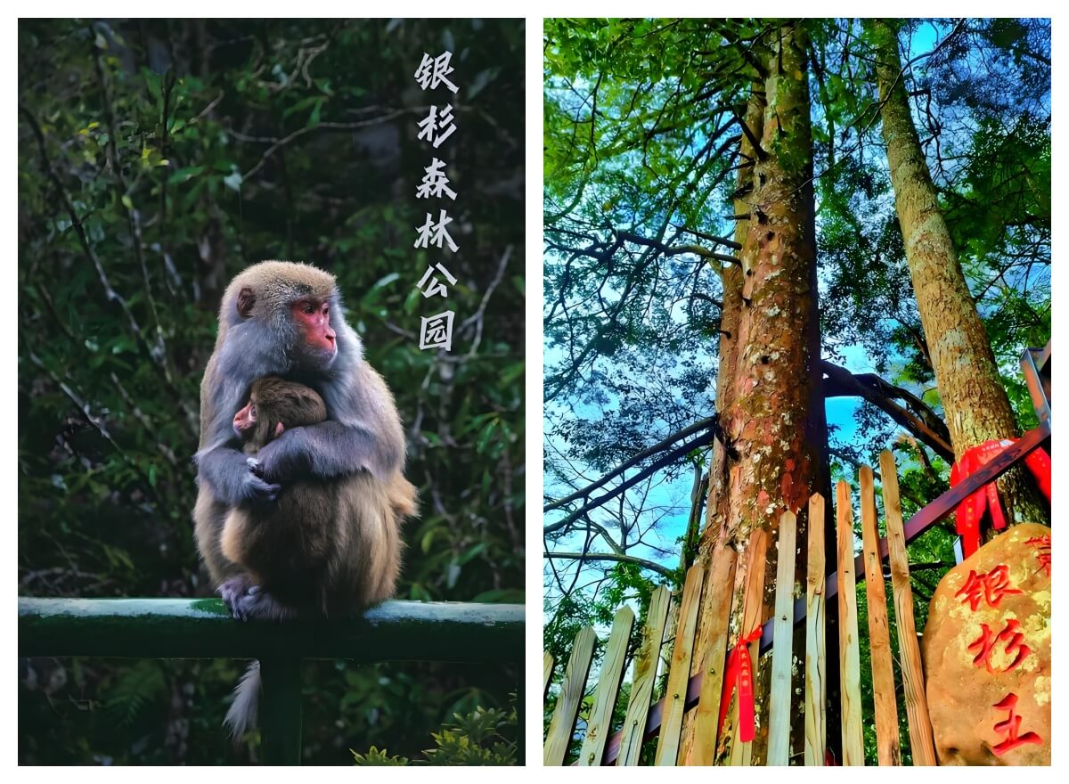 金秀银杉森林公园位.jpg