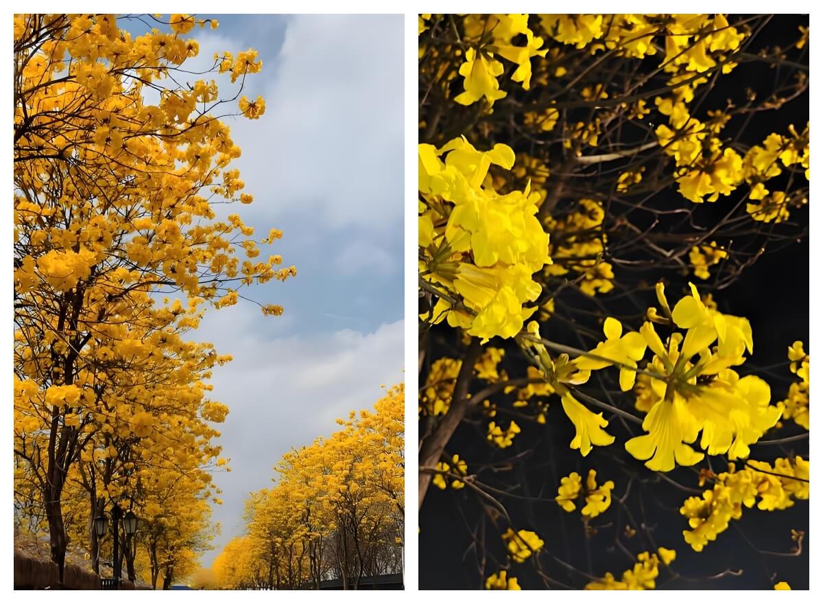 广西黄花风铃木.jpg