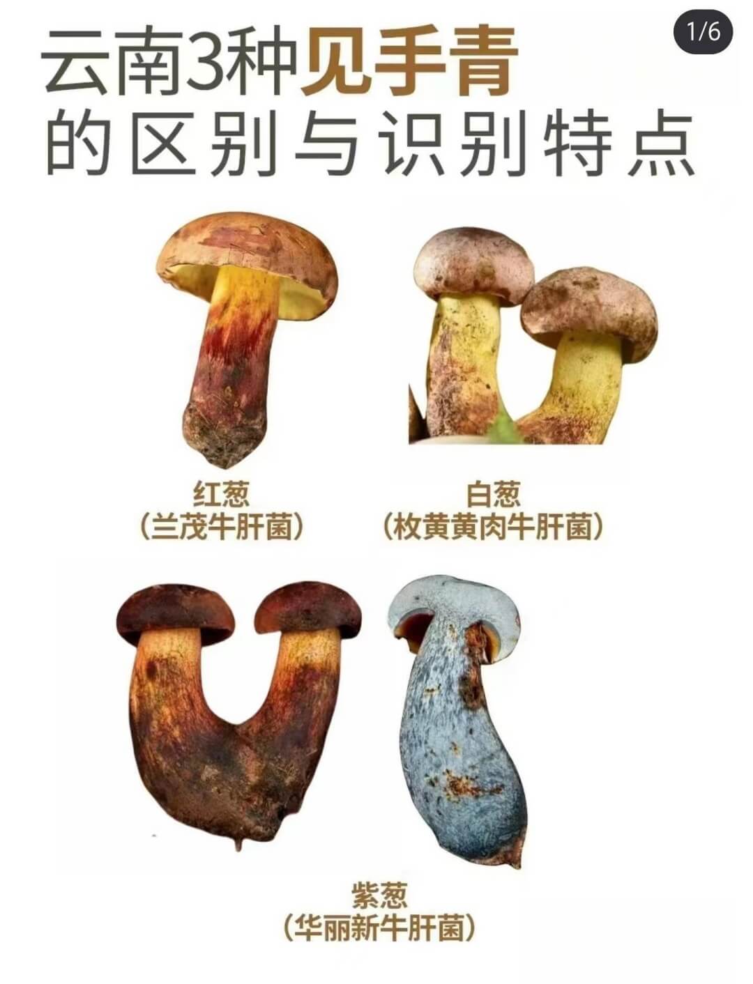 云南见手青.jpg