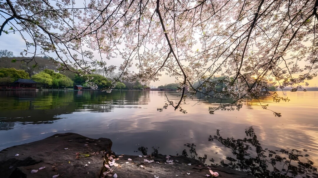 杭州西湖独享樱花.jpg