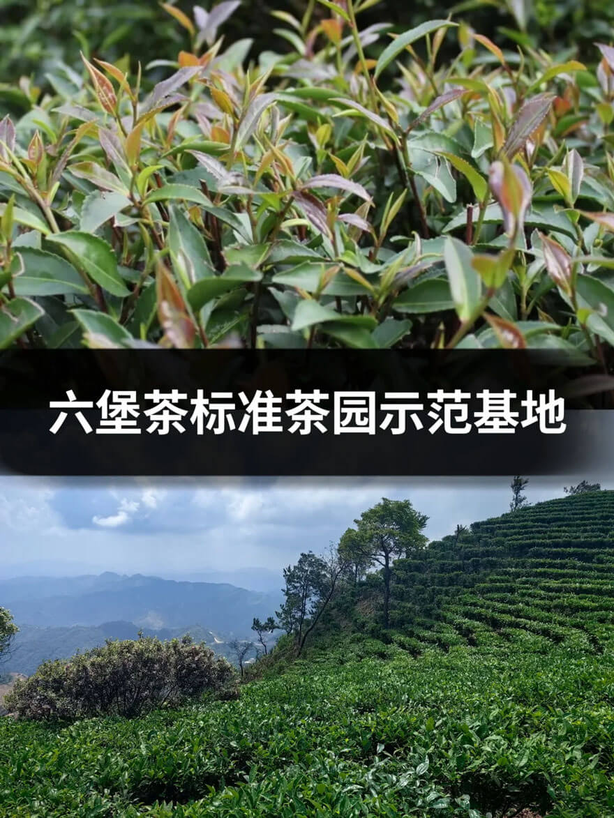 梧州六堡茶生态区.jpg