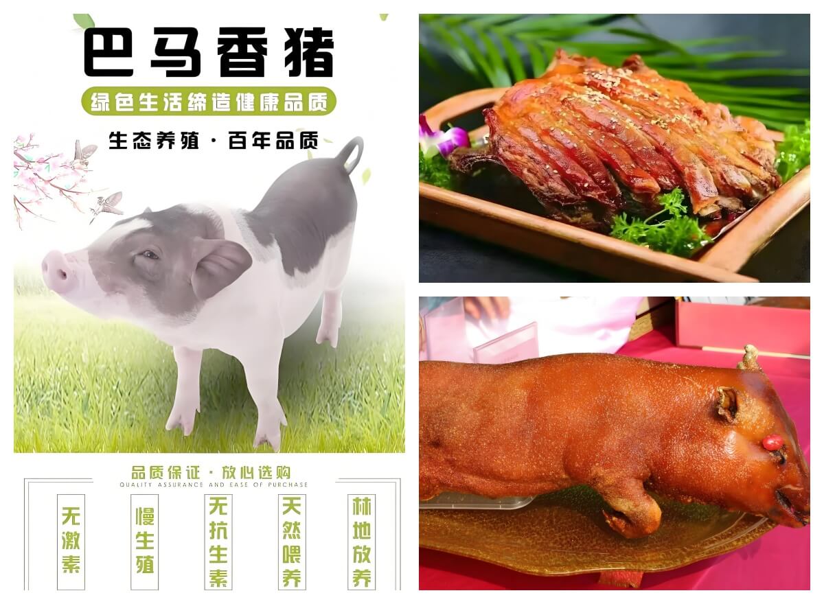 巴马香猪.jpg