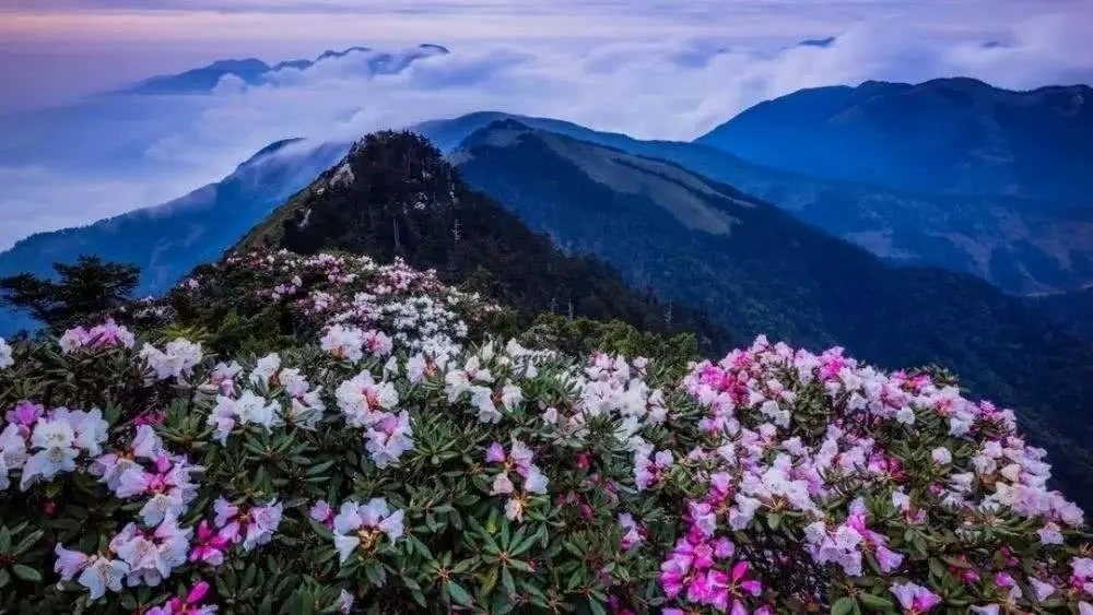 广西金秀花海.jpg