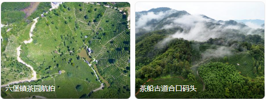 梧州六堡茶-茶船古道